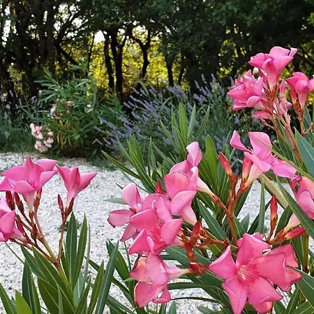 Le Clos Du Grand Chêne Hébergement de vacances *